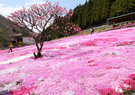 国田家の芝桜